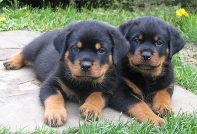 Cachorros de Rottweiler listo para ir a sus nuevos hogares