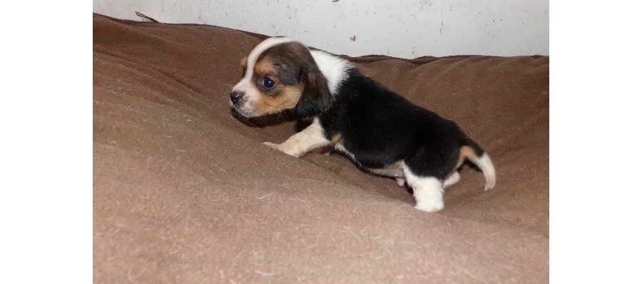 These Beagle  puppies are so small and cute. Their perfect triple coat is amazingly soft and clean