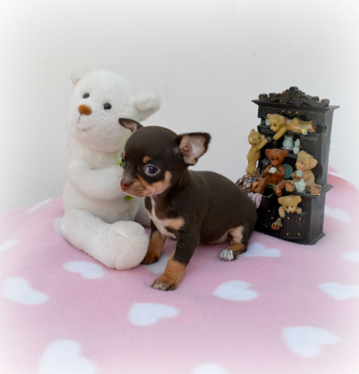 Prachtige chocolade Chihuahua pups
