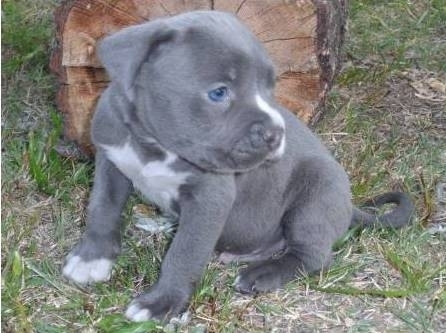 Hombres   puppies american pit bull, 