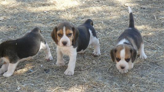 Uitstekende nest van Beagle pups beschikbaar met een uitstekende morfologische en genetische 