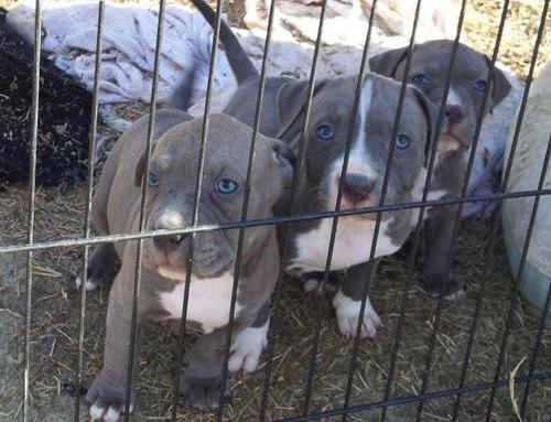 American Pitbull Terrier pups te koop