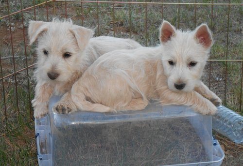 West Highland Terrier pups te koop nu