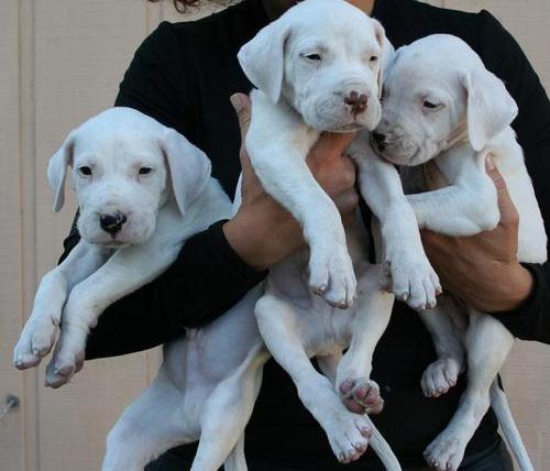 Dogo Argentino Pups beschikbaar voor verkoop