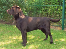 Labrador-Retriever-Deckrü
