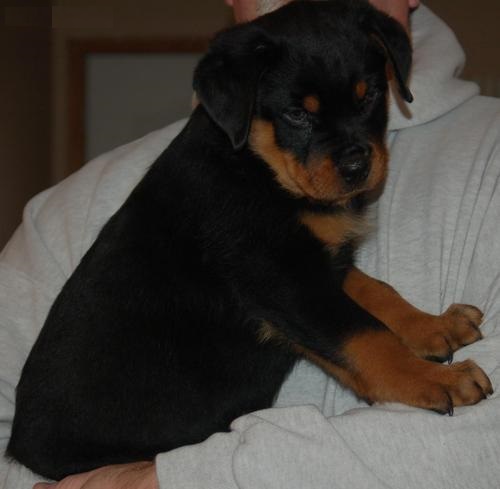 Top Quality Registered Rottweile