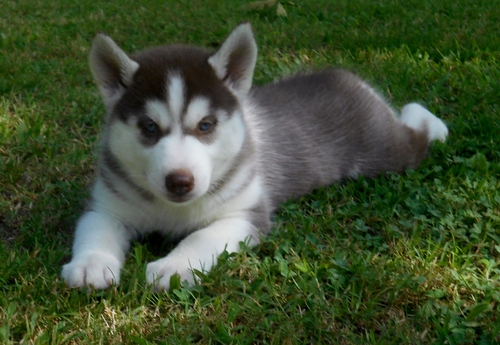 mannelijke en vrouwelijke siberische husky puppy voor verkoop
