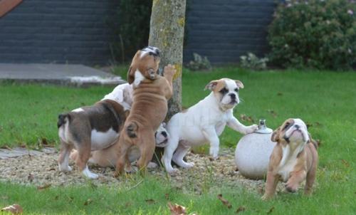 Engels bulldog puppies klaar om naar hun nieuwe baasjes