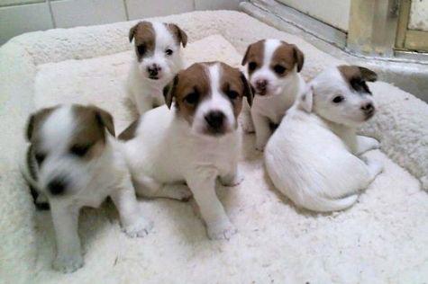 Jack Russell Terrier puppies klaar om naar hun nieuwe baasjes