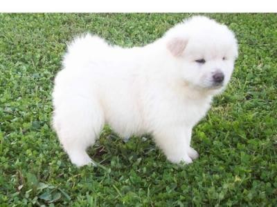 Chow Chow puppies   