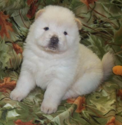 Chow Chow puppies   