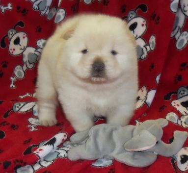 Chow chow puppies  