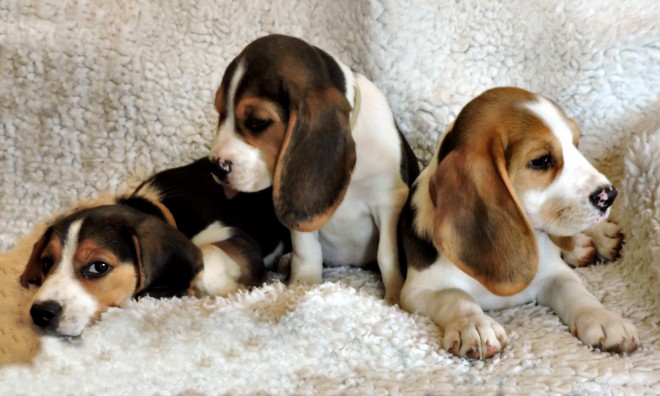 Kennel Club geregistreerde Beagle Puppies