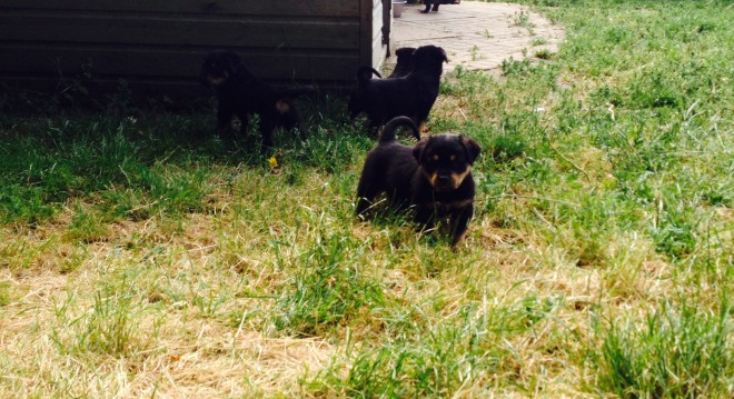 Rottweiler pups klaar om naar hun nieuwe baasjes