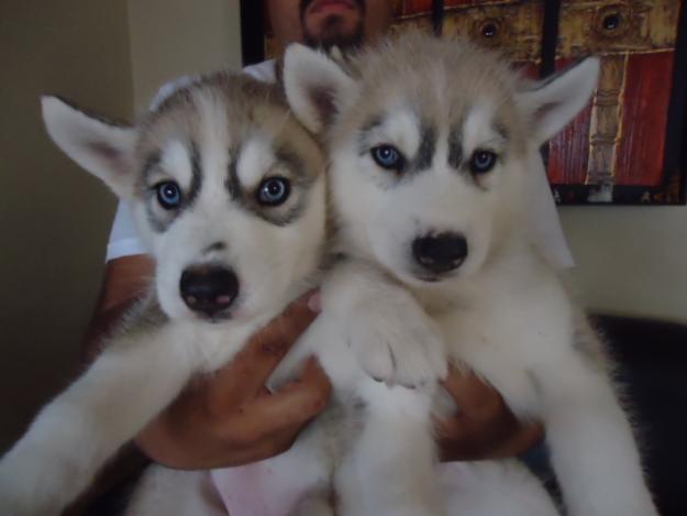 Blauw oog Siberische Husky puppies