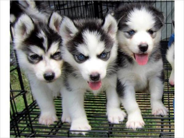 goed Siberische husky pups in nood voor een nieuw huis