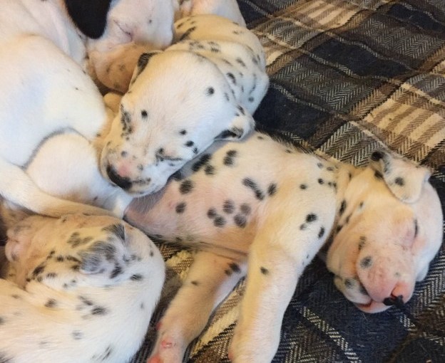 Kc Geregistreerde Dalmatische Puppies Te Koop