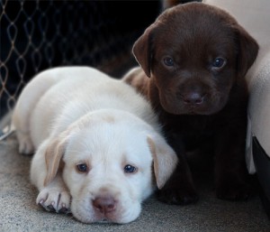 Cute Puppies labrador retriever Ready