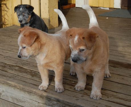 Australian cattledog puppies