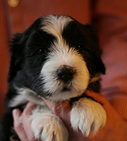 Alistair\′s puppies  bearded collie