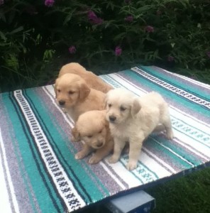 Mooie gouden Retriever Puppies