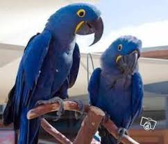 goed opgeleid en mooie Macaw papegaaien klaar voor goede huizen