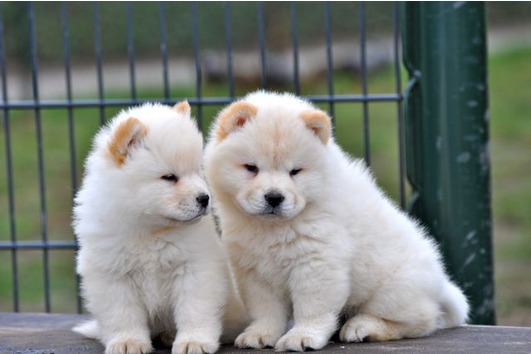 Mooie Chow chow pups voor adoptie aan een mooi huis Avialable.