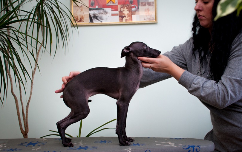 Gorgeous Italian greyhound puppy / Italiaans Windhondje