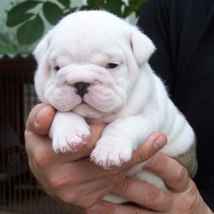 3 Cute English Bull-dogs Puppies For Sale