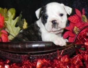 Brown & White English Bull-dogs Puppies For Sale