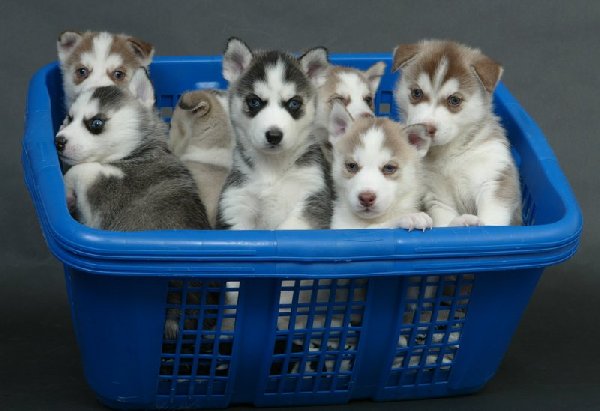 PRACHTIGE Siberische husky pups voor adoptie Te Koop