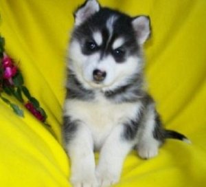 leuke en lieve Siberische husky pups voor vrije adoptie Te Koop