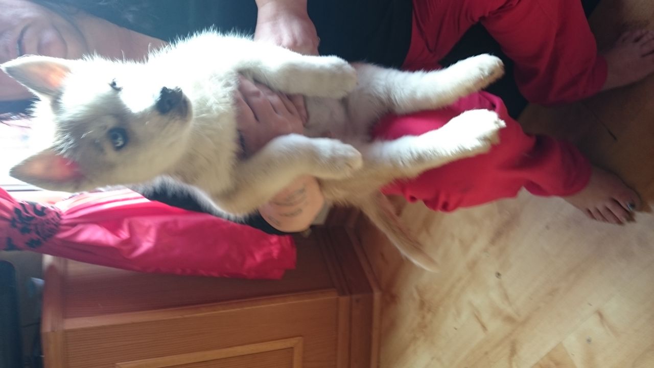 Knappe Siberische Husky pup klaar voor adoptie