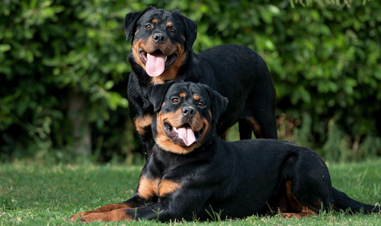    Cães pastor alemão para adoção