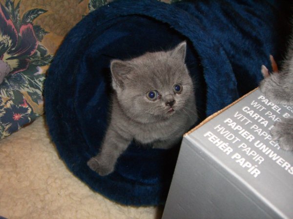 Nueva camada  azul británica gatitos gratis