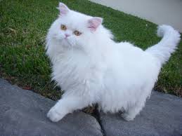 adorable Perzisch katje voor vrije adoptie