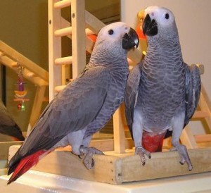 We zijn het weggeven van twee Afrikaanse grijze papegaaien voor adoptie