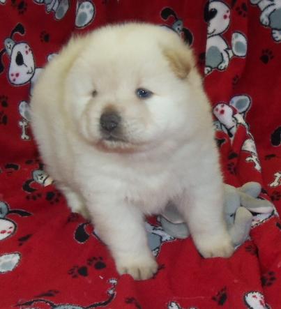 puppies CHOW CHOW    hundraser: Chow Chow