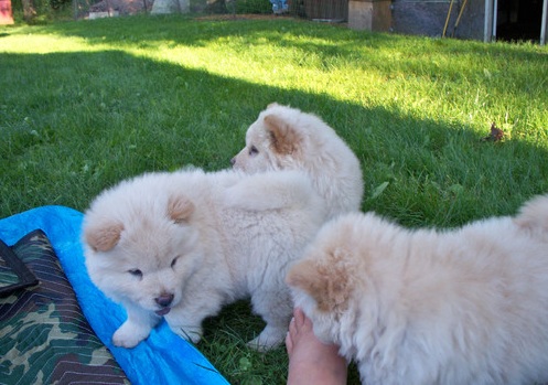 puppies CHOW CHOW   